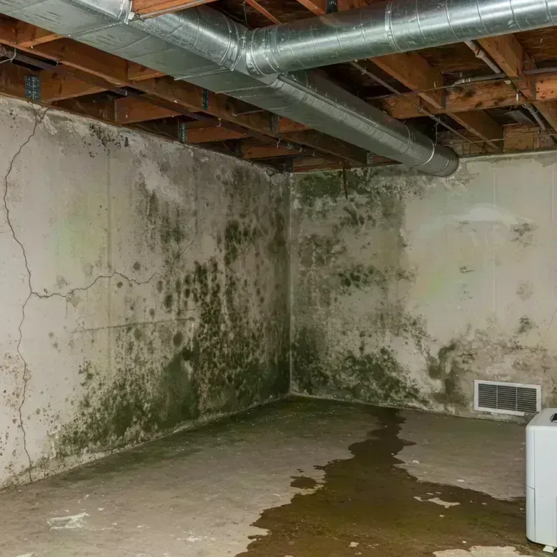 Professional Mold Removal in Wilcox County, GA